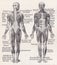 Vintage illustrations of muscles 1930s