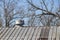 Vintage industrial look of a vented standing seam metal roof on a bright winter day.