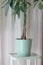 Vintage interior design with a Pachira Aquatica Money Tree with a braided tree trunk. House plant design on light Brown