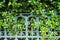 Vintage iron fence overgrown with vines