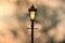 Vintage iron lamp post with sunset Background sillhouette
