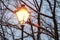 Vintage iron lantern and branches covered with snow on early evening