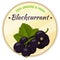 Vintage label with blackcurrant isolated on white background in cartoon style. Vector illustration. Fruit and Vegetables