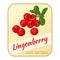 Vintage label with lingonberry isolated on white background in cartoon style. Vector illustration. Berries Collection.