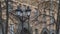 Vintage lantern with empty branches in the city on building background. Beautiful streetlight in front of old building.