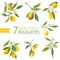 Vintage Lemons, Flowers and Leaves. Lemon Bouquetes