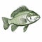 Vintage Line Engraving Of Green Fish On White Background