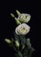 Vintage low key white showy prairie gentian bouquet macro