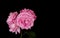 Vintage macro of a branch of aged pink rose blossoms and green leaves on black background