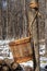 Vintage Maple Sap Bucket Hanging from Tree