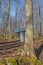 Vintage Maple Sap Bucket on Tree