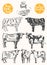 Vintage meat menu scheme beef cuts drawn vector