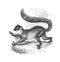 Vintage the mongoose lemur Eulemur mongoz is a small primate in the family Lemuridae. Madagaskar animal. hand drawn illustration