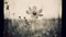Vintage Monotone Flower In Misty Grass Field