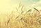 Vintage natural background, wheat field.