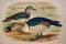 Vintage Nature History Painting of two Nukta comb duck birdâ€”kalyan