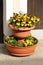 Vintage old garden decoration frog on top of various color Wild pansy flowers growing in two vertical tower orange outdoor flower