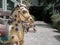 Vintage old rocking horse on walkway in the garden, outdoor