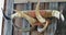 A Vintage Old West Steer Horn Hat and Coat Rack