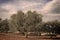 Vintage Olive Grove