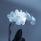 vintage orchid, monochrome orchid, blue orchid, orchid branch, orchid cultivation, exotic flower