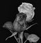 Vintage painting style dark gray and white  rose blossom pair monochrome macro