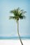 Vintage palm tree on the tropical beach