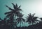 Vintage palm trees. Vector background