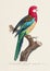Vintage Parrot Illustration