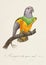 Vintage Parrot Illustration