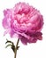 Vintage peonies botanical illustrations with delicate details on solid white background