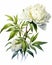 Vintage peonies botanical illustrations with delicate details on solid white background