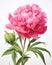 Vintage peonies botanical illustrations with delicate details on solid white background