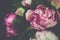 Vintage Peony Rose Flower