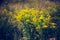 Vintage photo of beautiful yellow goldenrod flowers blooming