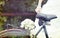 Vintage photo of bride and wedding bouquet on a bicycle