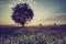 Vintage photo of cereal field with old tree