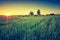 Vintage photo of green field landscape