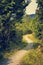 Vintage photo of a narrow forest path winding between green trees and shrubs