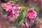 Vintage photo of pink apple tree flowers. Shallow depth of field