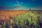 Vintage photo of summer sunrise over blooming buckwheat