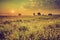 Vintage photo of summer sunrise over blooming buckwheat