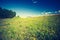 Vintage photo of summertime meadow under blue sky