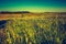 Vintage photo of sunset over corn field at summer