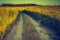 Vintage photo of sunset over corn field at summer