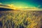 Vintage photo of sunset over corn field at summer