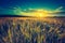 Vintage photo of sunset over corn field at summer