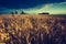 Vintage photo of sunset over corn field at summer