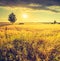 Vintage photo of sunset over corn field at summer