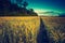 Vintage photo of sunset over corn field at summer